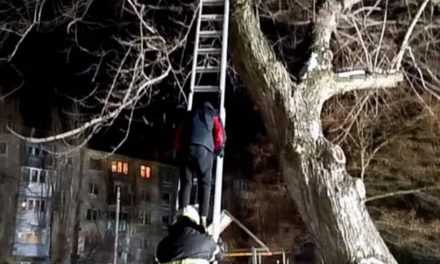 В Павлограде спасатели помогли 15-летнему парню слезть с высокого дерева
