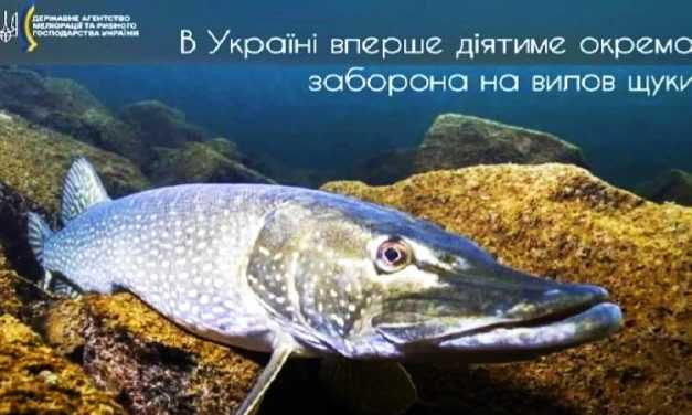 Подробиці заборони на вилов щуки