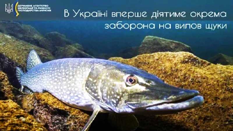 Подробиці заборони на вилов щуки