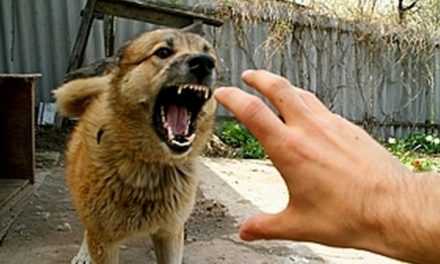 В цьому році в Дніпропетровській області виявлено 13 випадків сказу тварин