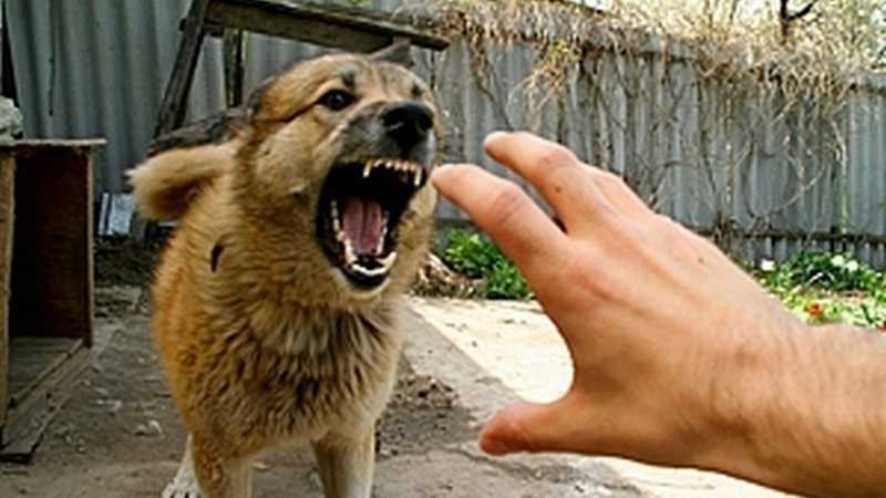 В цьому році в Дніпропетровській області виявлено 13 випадків сказу тварин