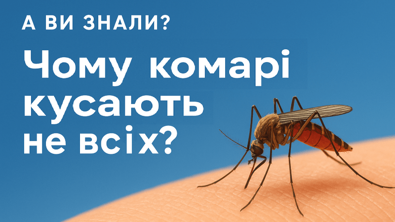 Чому комарі кусають не всіх – пояснюємо просто
